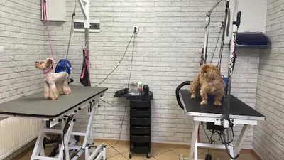 Top Dog Profesjonalny Zakład Pielęgnacji Zwierząt Monika Gajewska